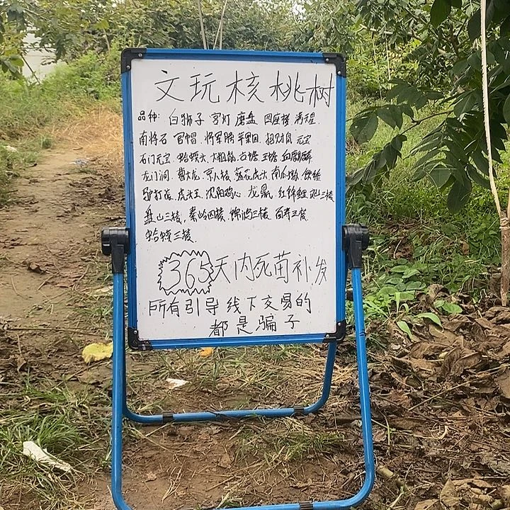 当前无花栽培后可以开花蛤蟆头树苗核桃树