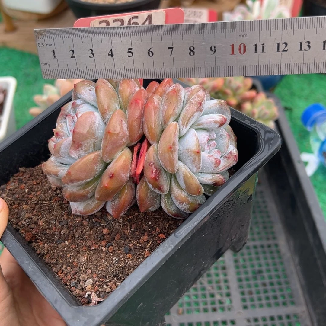 表妹精品多肉2264.