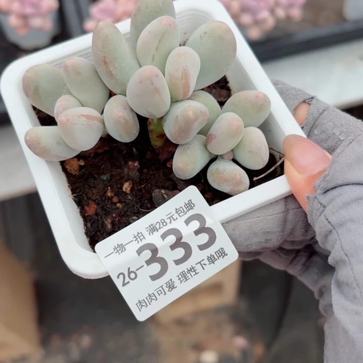 米可奶多肉无盆土发货无盆