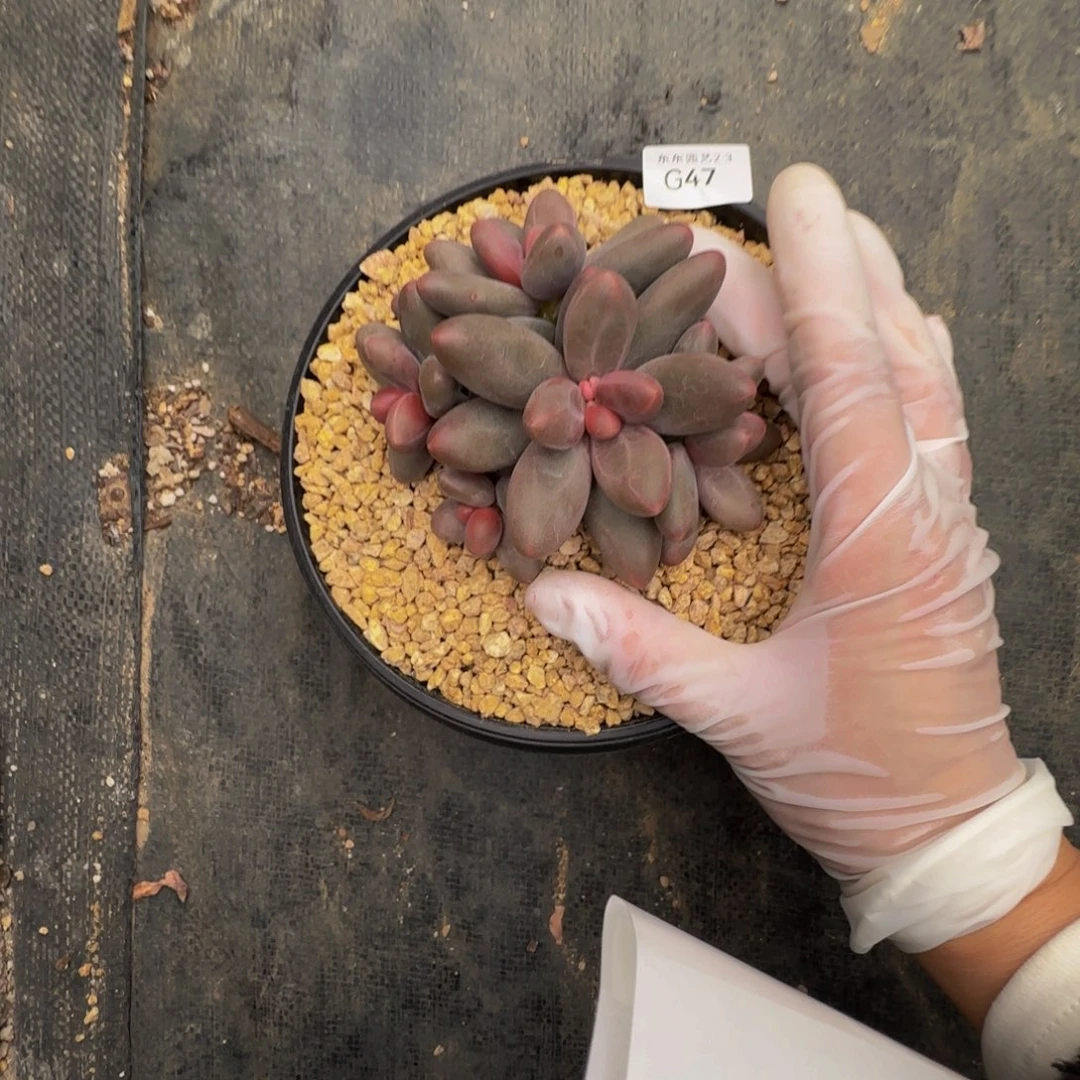 g g g g g g g g g 47