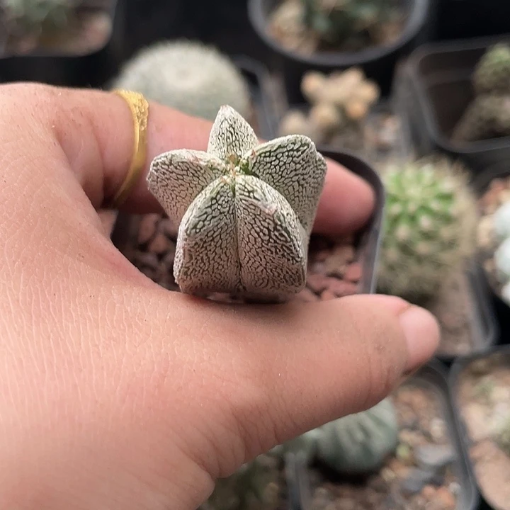 512五角恩冢仙人球