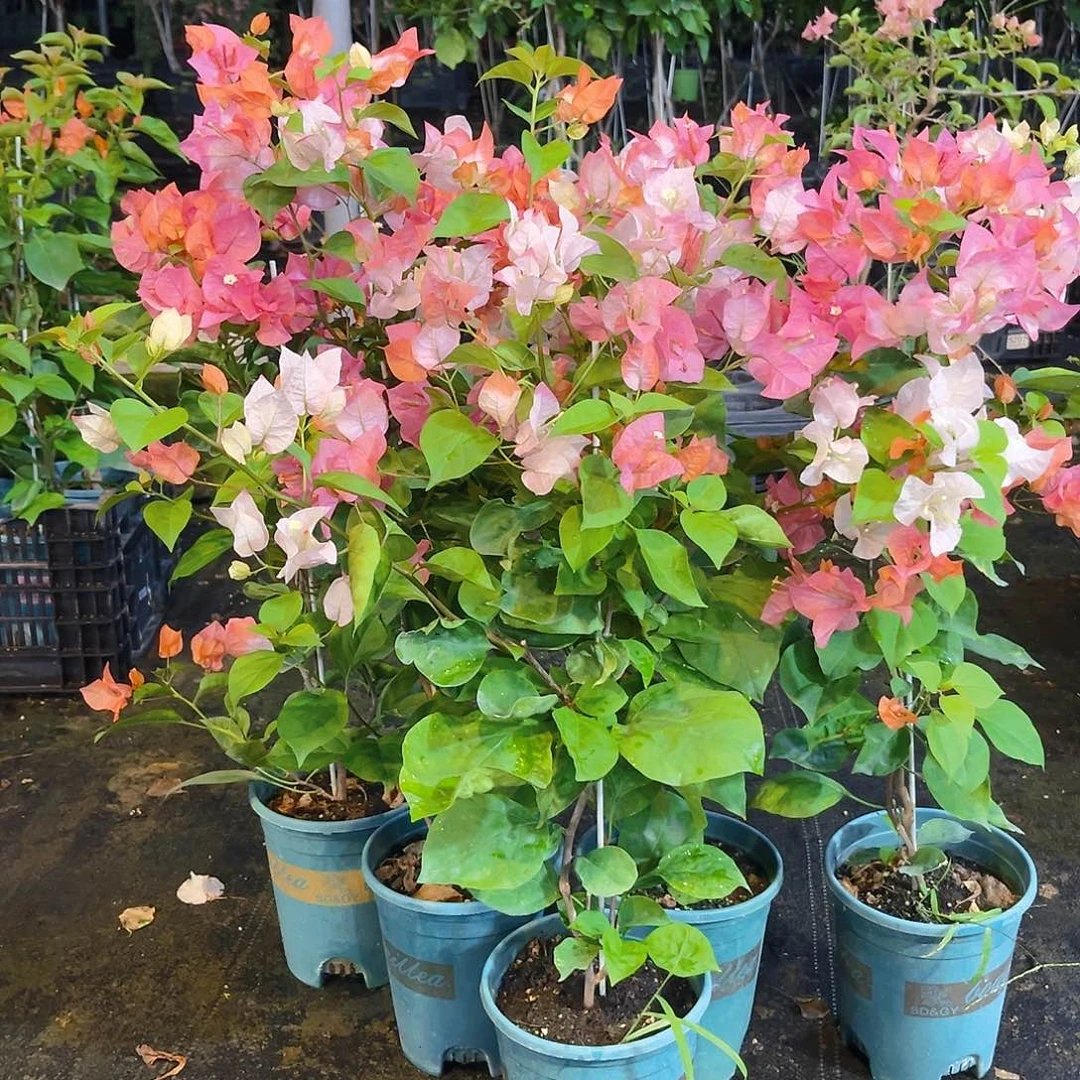 当前无花栽培后可以开花橙口红带竹一颗