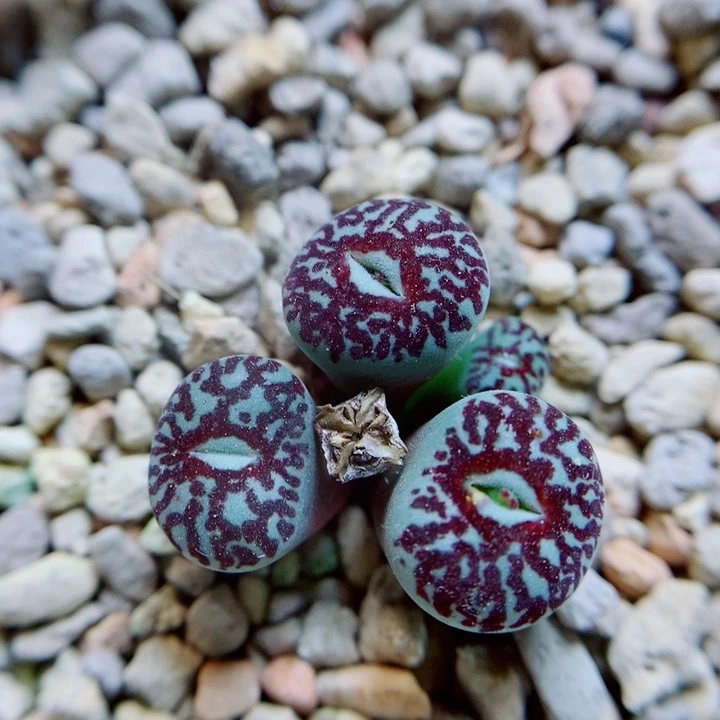 生石花花花花花花花876