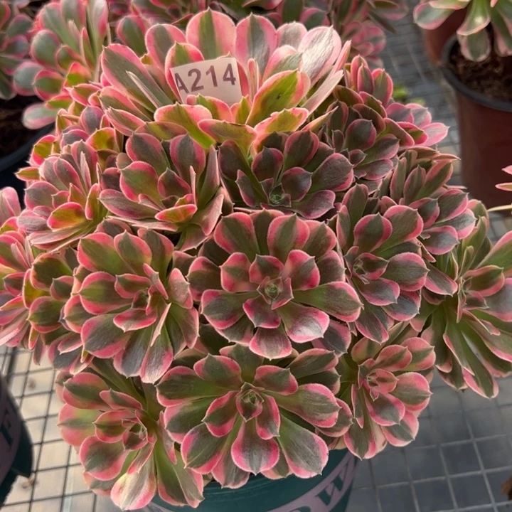 214粉女妖25厘米左右