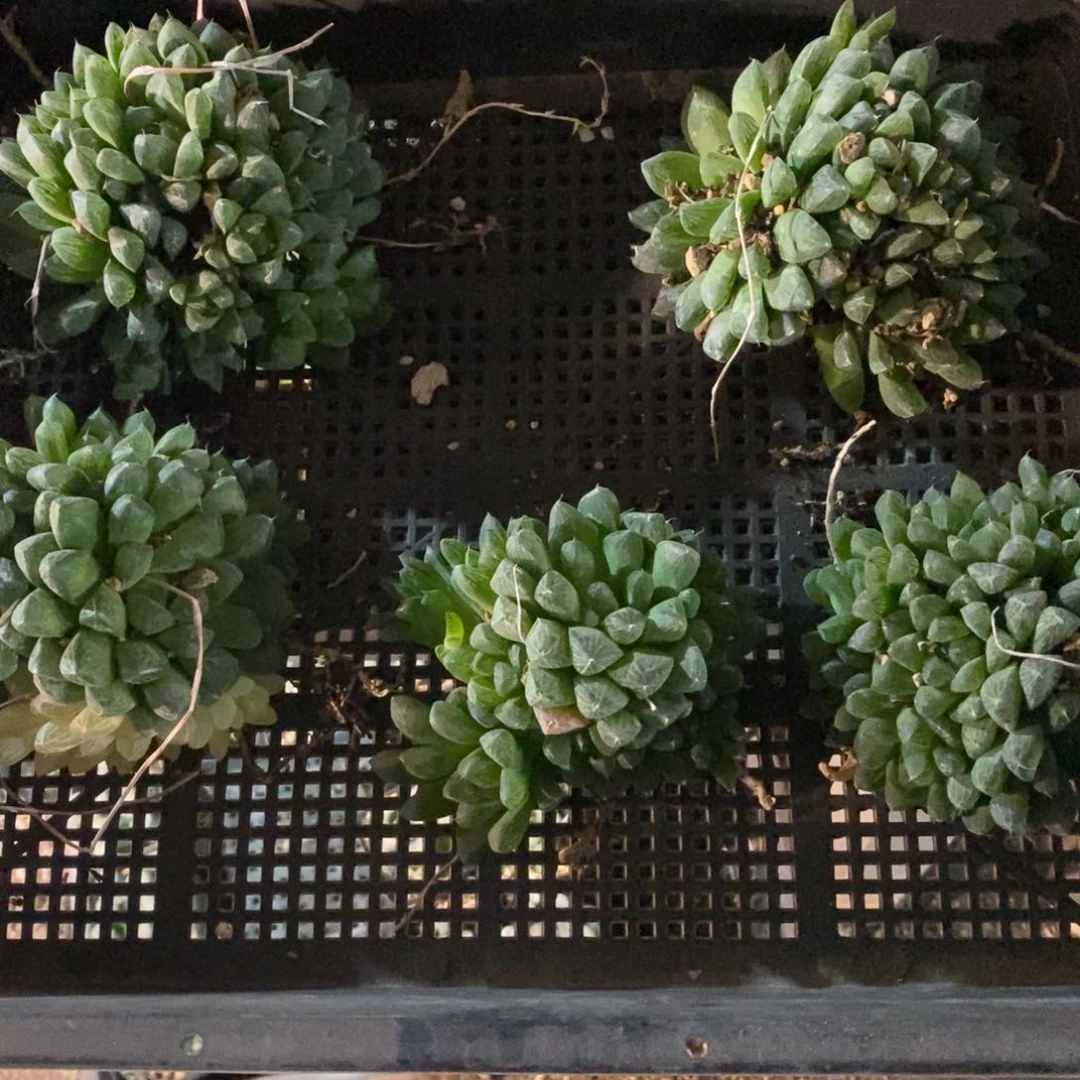 4164 一颗大玉露 超级福利