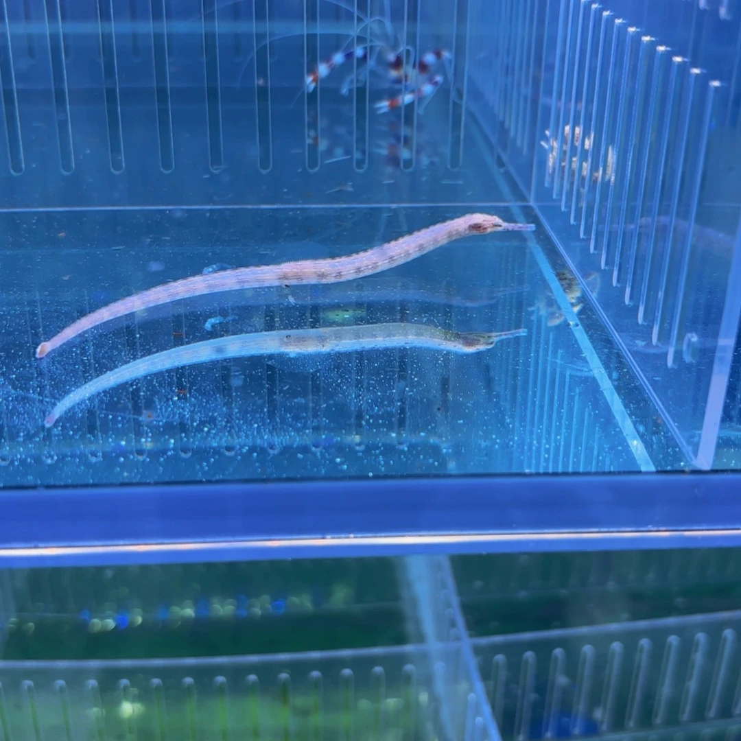 海水海龙玫瑰圆点青蛙
