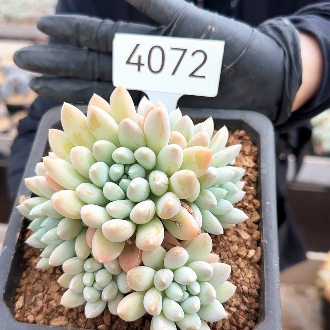 4072。      奶糖。