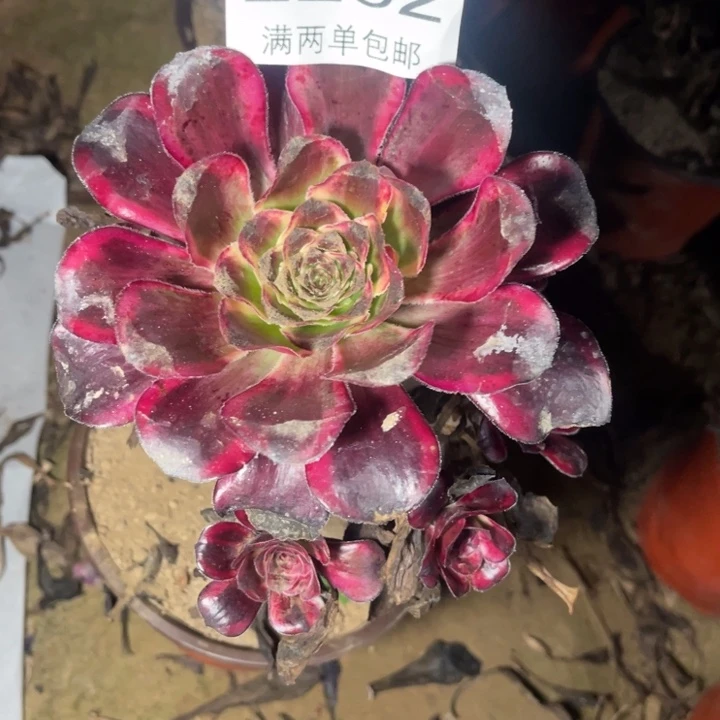 红魔女的人多肉的人2252