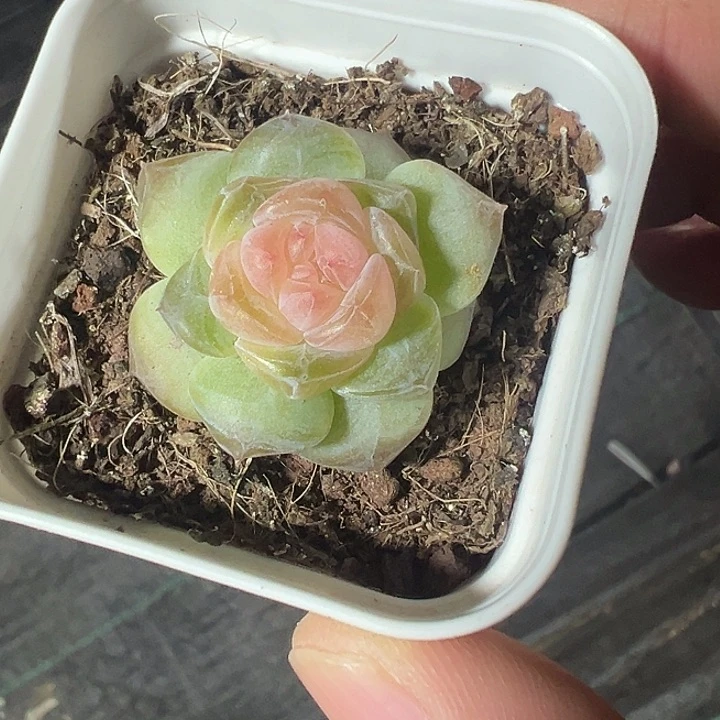 流*✧珍妮糖心精品多肉植物