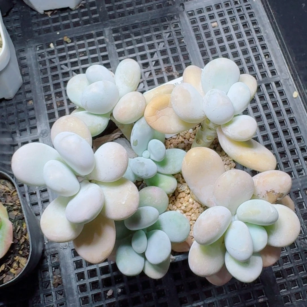 肥***猫达摩奶            精美多肉植物