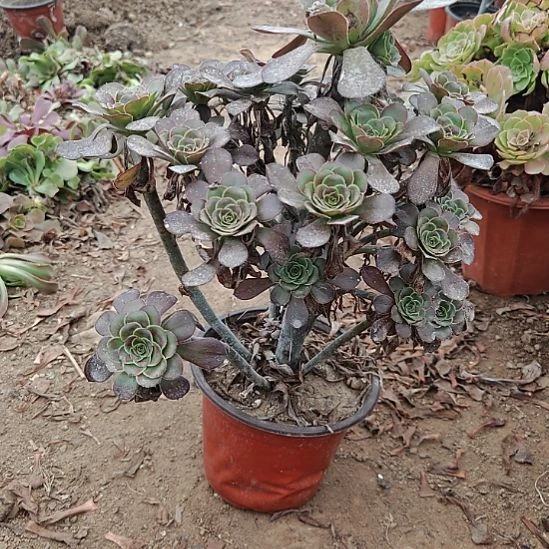 灰圆叶加急发货16