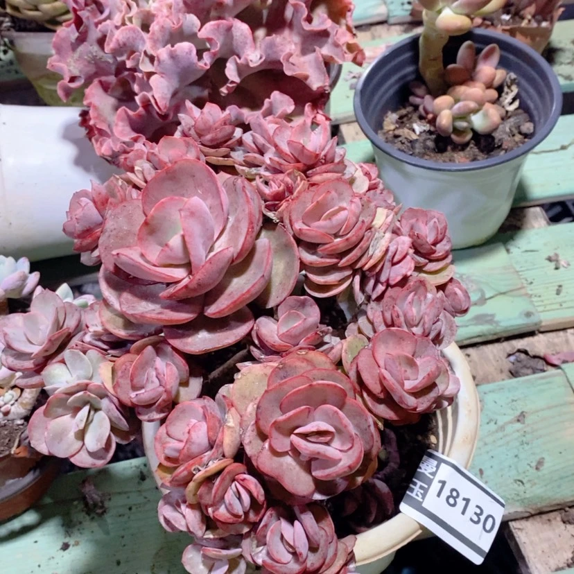 【闪购商品】多肉秀妍18130