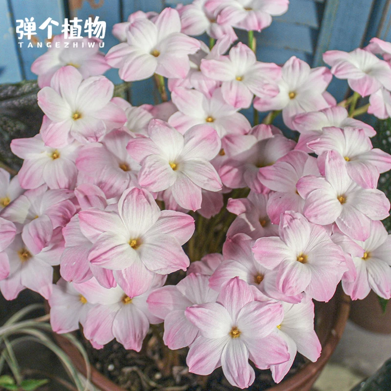 弹个植物风雨兰种球重瓣胖丽丽耐热易爆花韭菜花多年生好养阳台