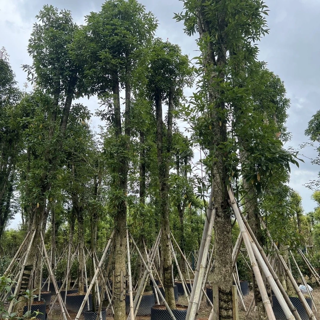 燕子  四川金丝楠木基地直发大业务改价