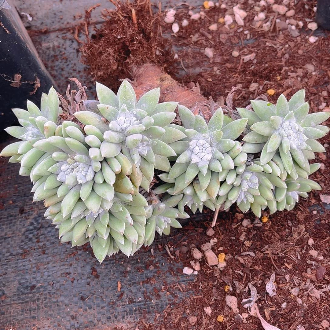 丸叶白姆老桩多头