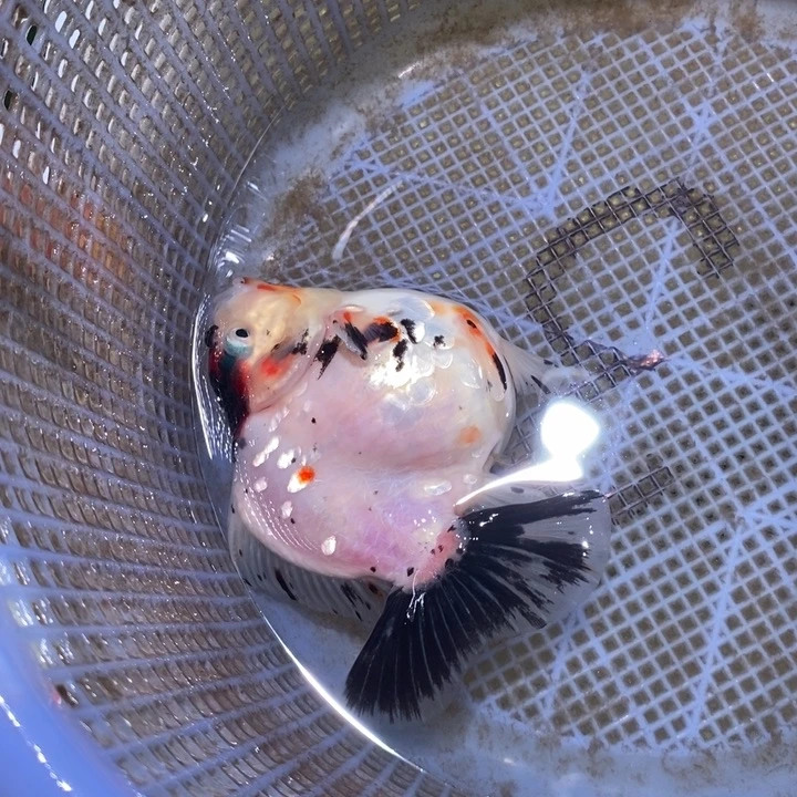 海水鱼短尾将军泰狮金鱼