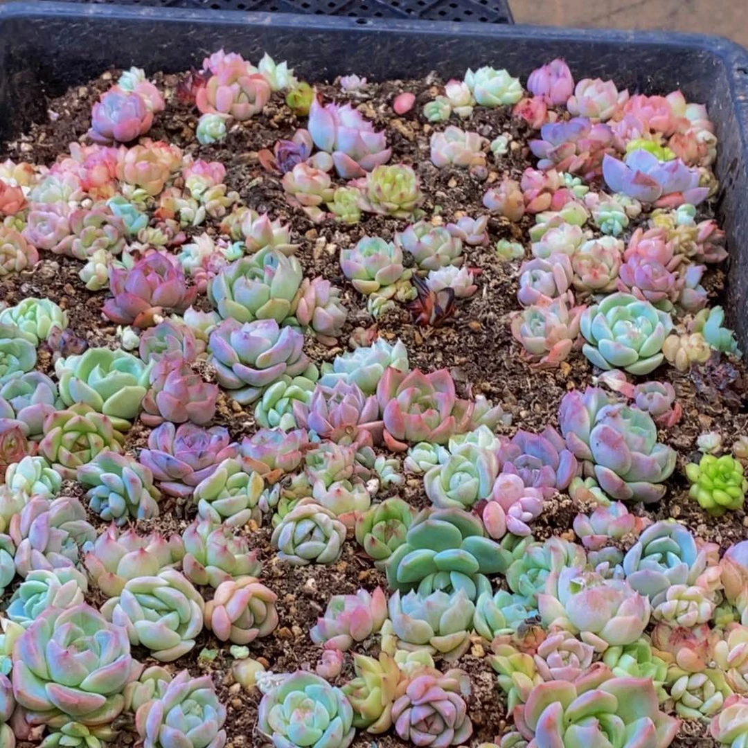 812多肉植物保护研究所所长助理