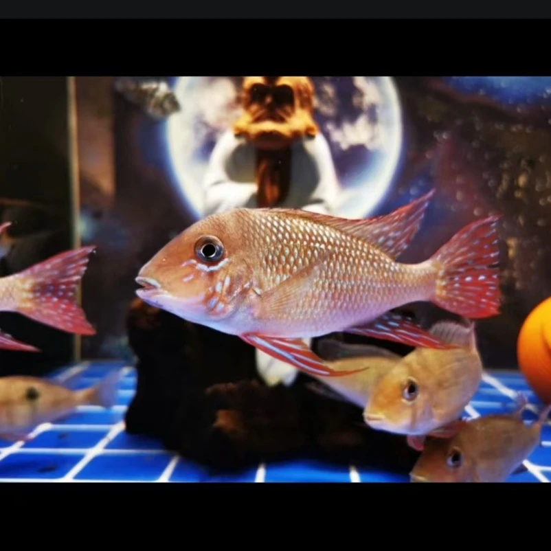 潘塔纳尔宝石 3厘米  观赏鱼