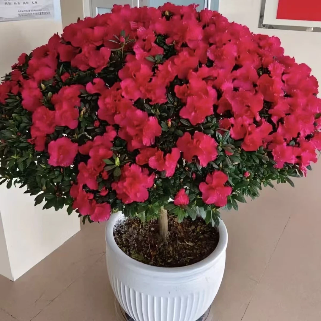 大红大颗杜鹃花盆栽带花苞四季开花室内外阳台好养易活花卉