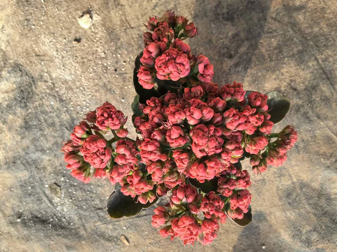 【芭蕾舞】~稀有品种 大花苞