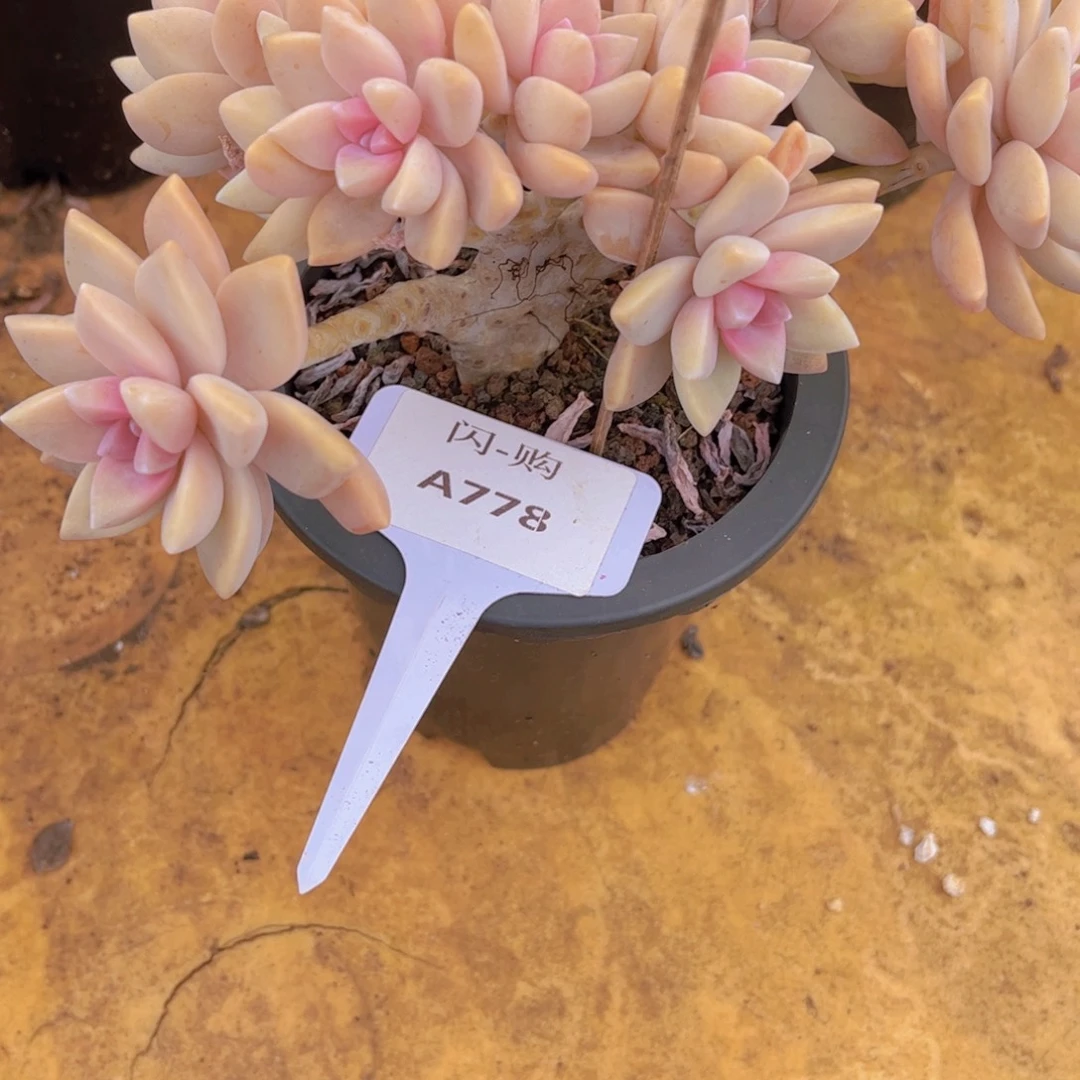 紫***英淡雪缀化Ａ778一颗一物一拍