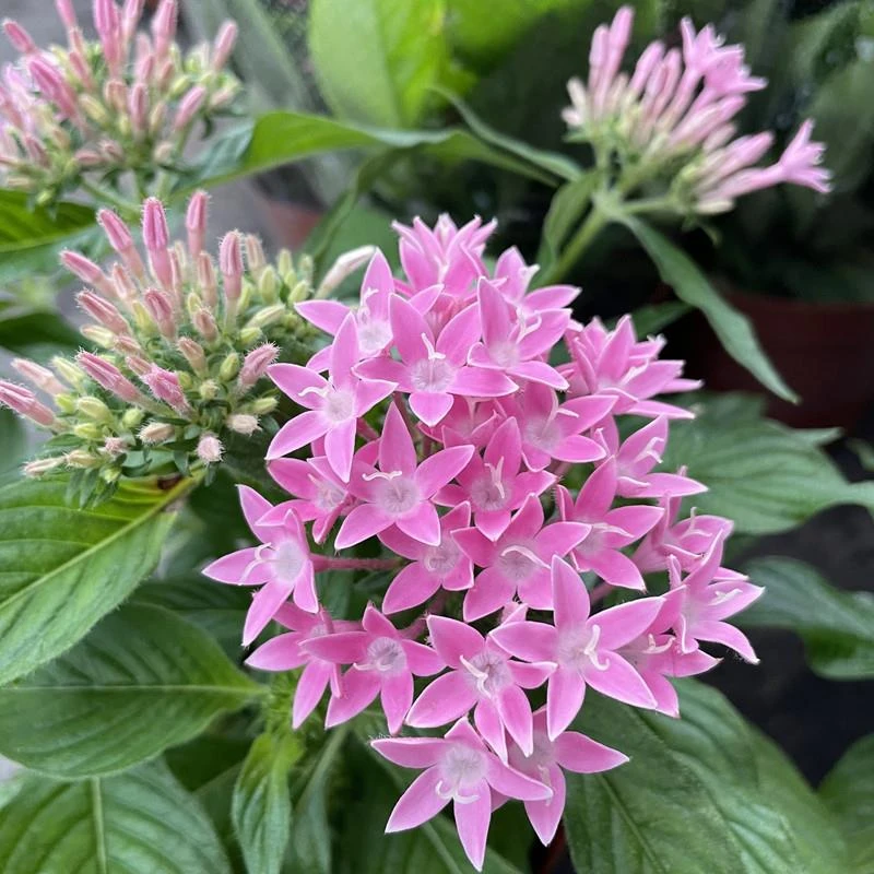 五星花盆栽繁星花带花苞阳台庭院花园开花不断花卉绿植耐热植物