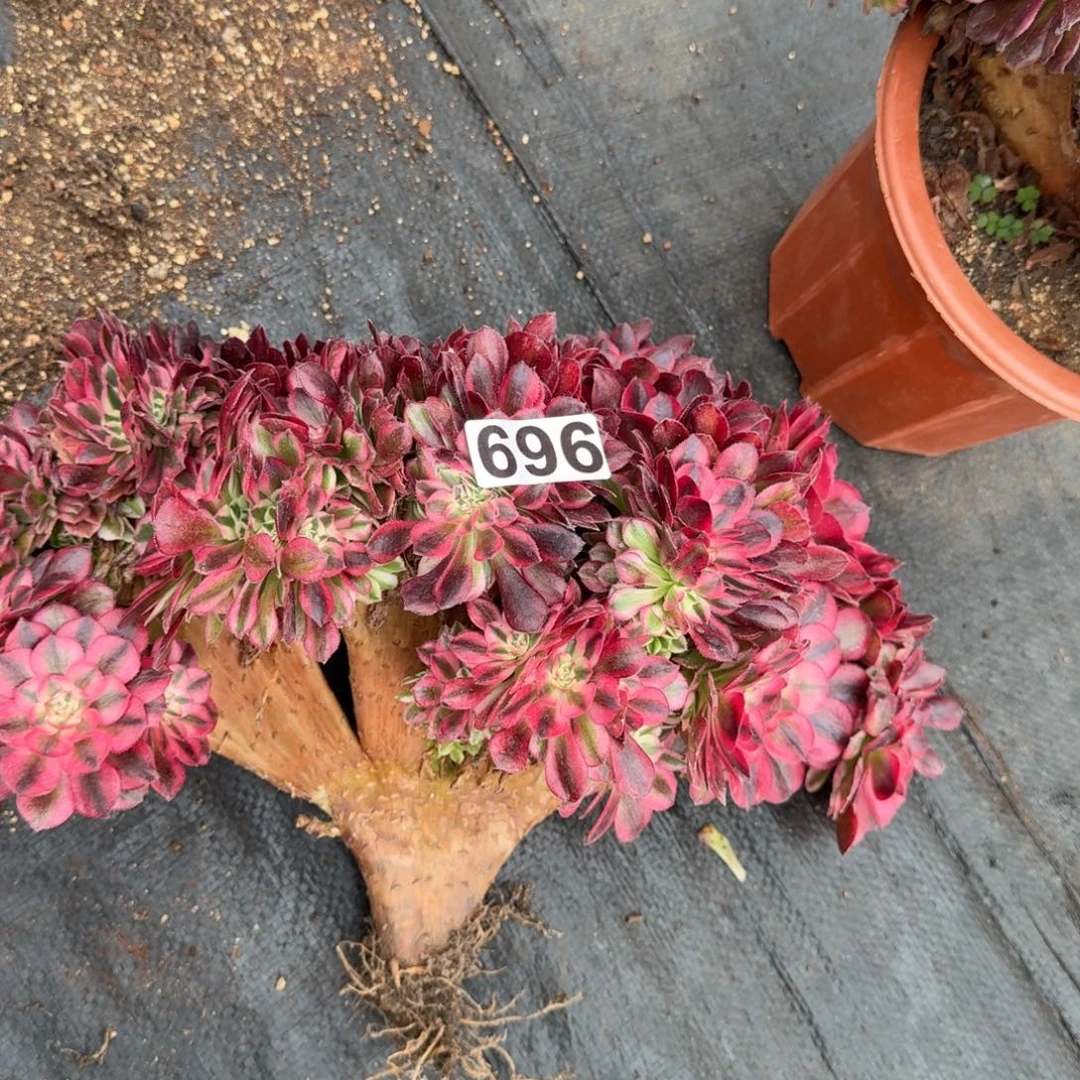 696多肉植物倾城缀有干伤特惠