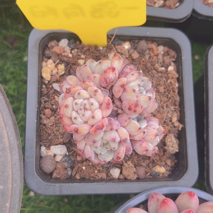 健健康康平平安安多肉