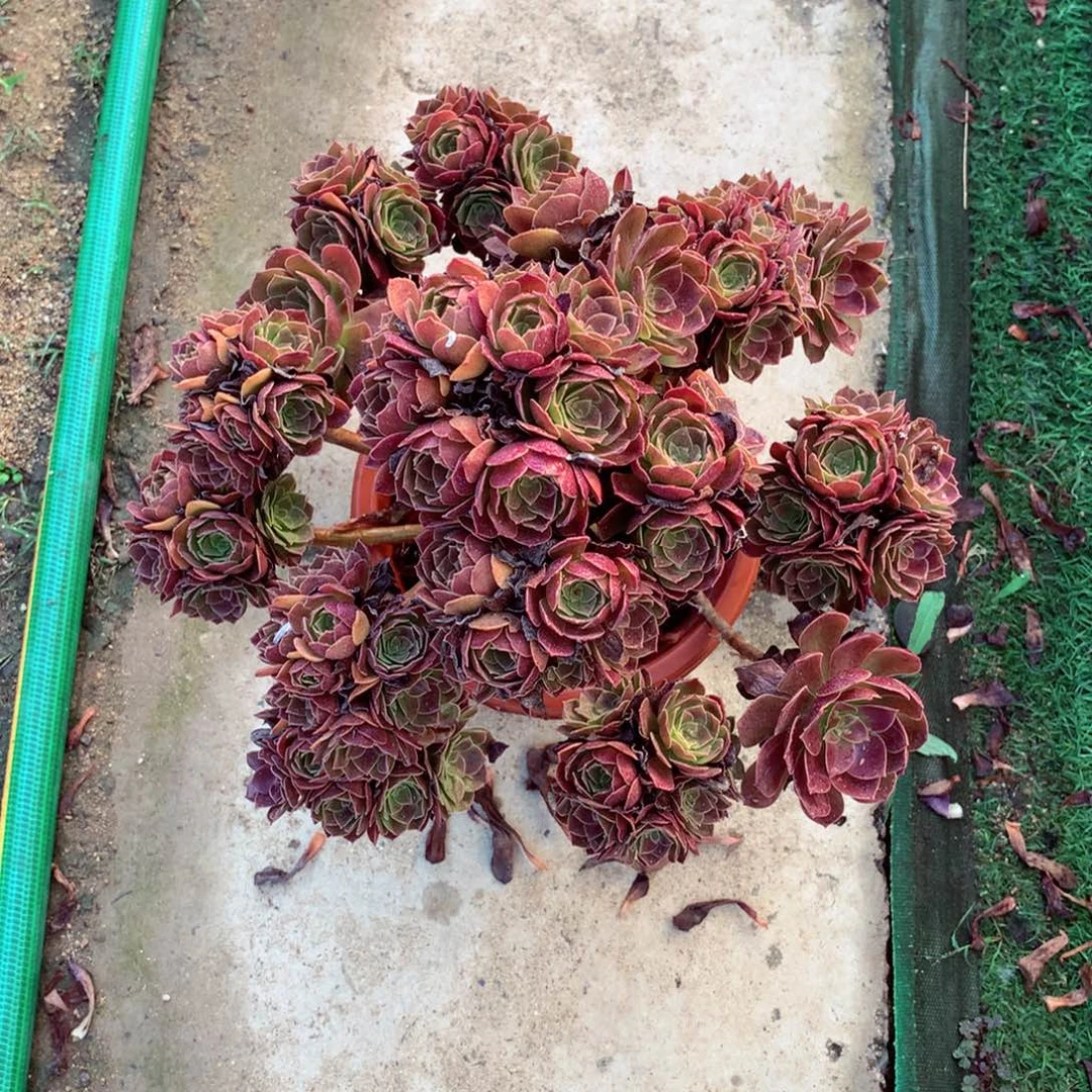 摘心赤焰莲，多肉植物的