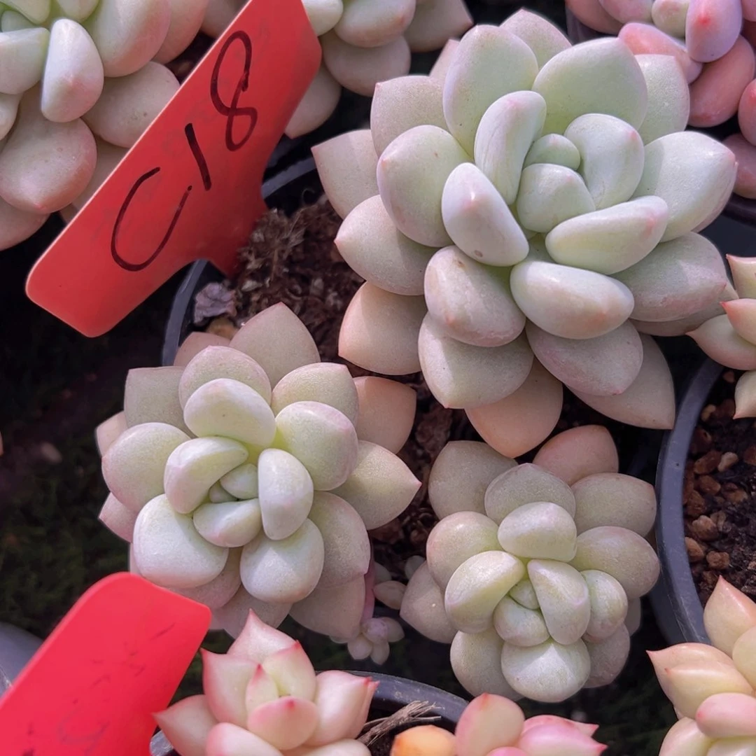 香玉的故事是一个人的故事