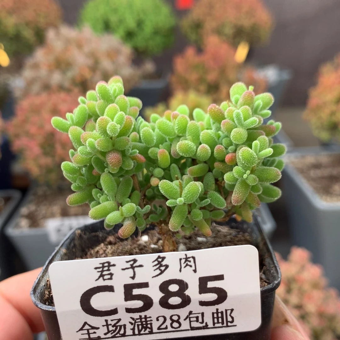 c585蜜橘糖球枝干番杏