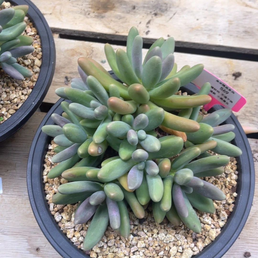 酷****r569糖果美人冠幅20