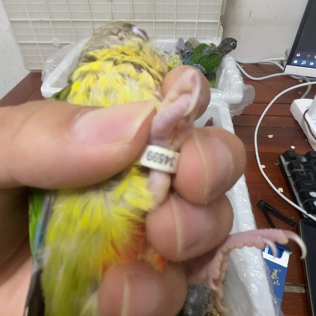 绿颊锥尾鹦鹉(小太阳)34599