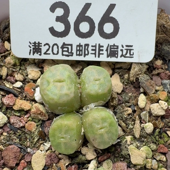方烧带盆土。