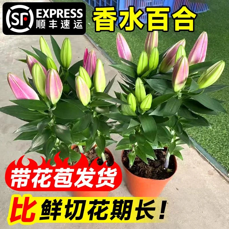 香水百合花盆栽带花苞浓香花期长四季开花好养易活室内花卉绿植物