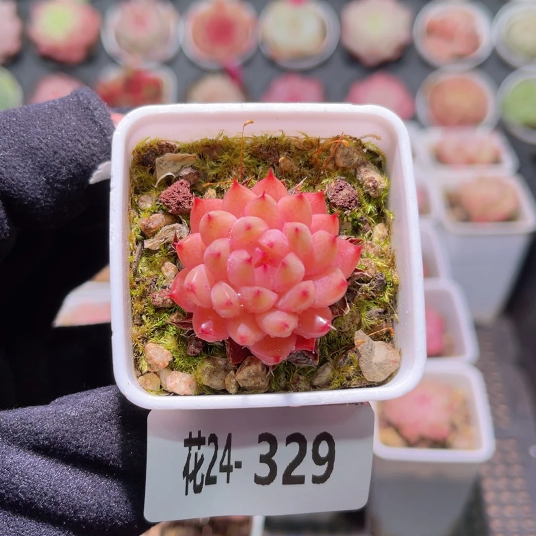 花利美24-329海王