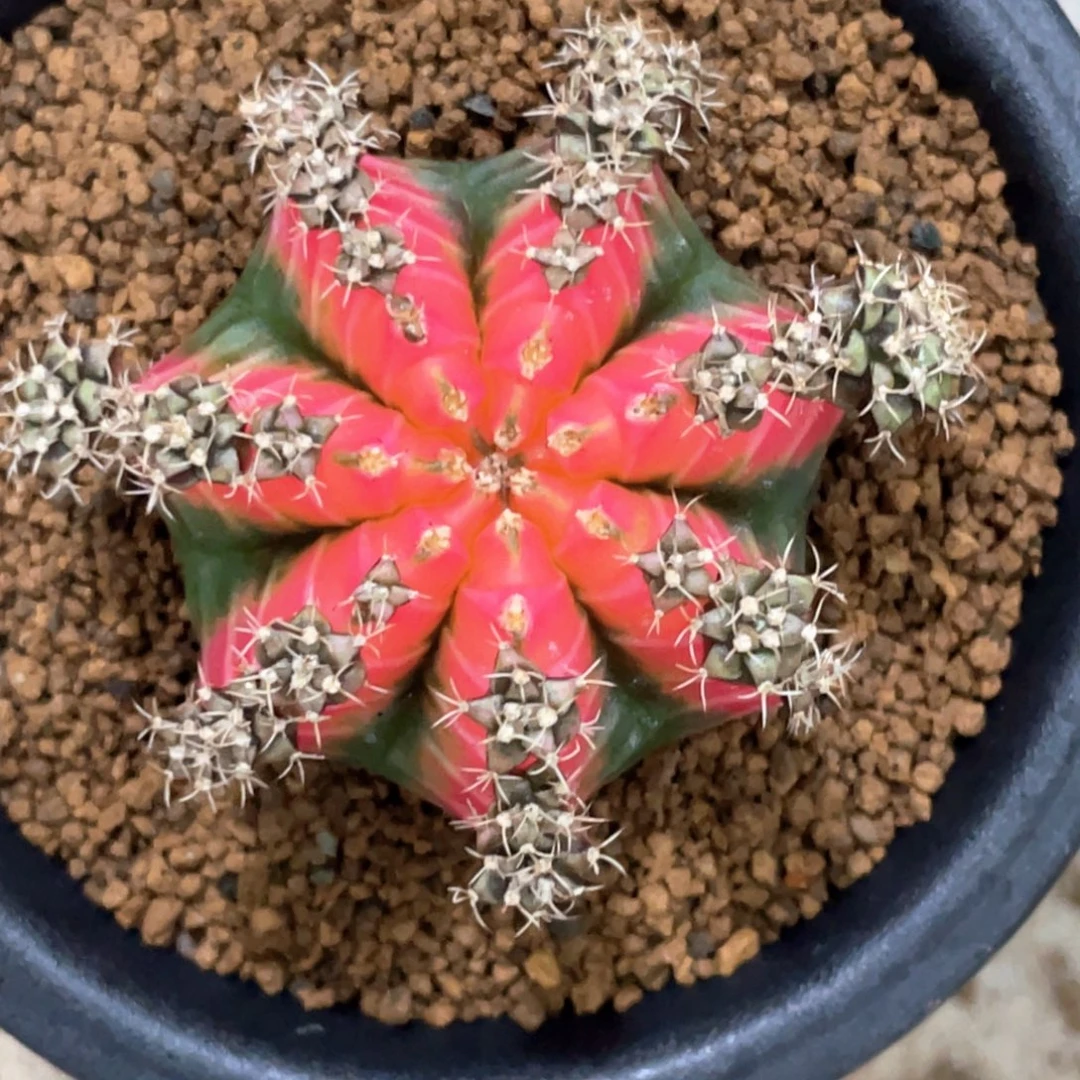 当前无花朵，栽培后可花朵粉水晶