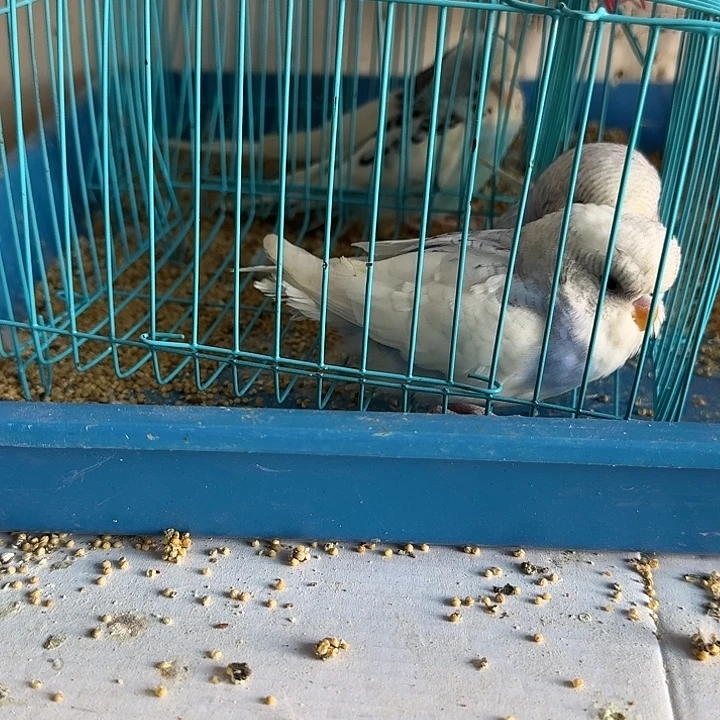 虎皮鹦鹉大头鹦鹉