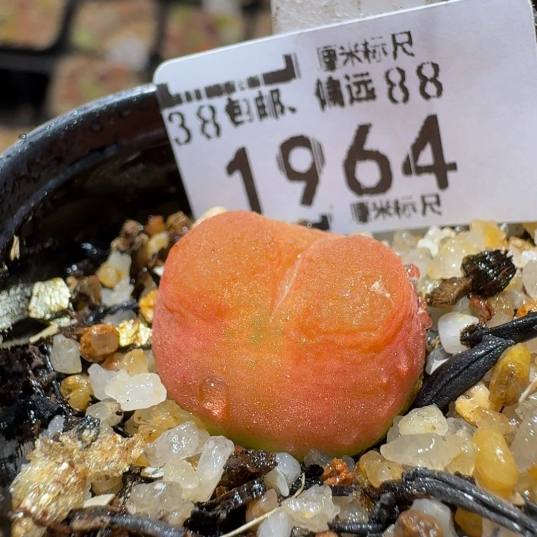 zzzz生石花肉锥1964