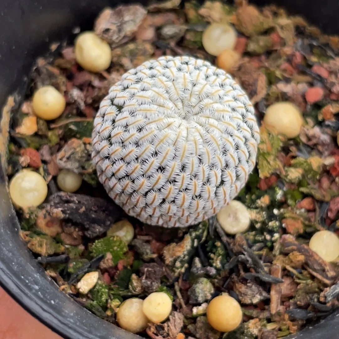 白斜子2厘米以下不挑随机发