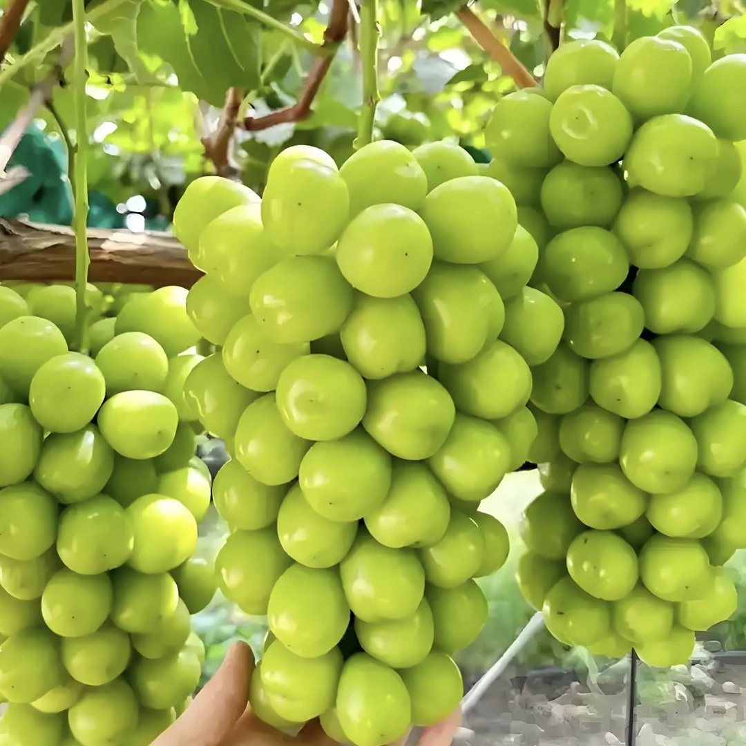 【晴王】阳光玫瑰葡萄新鲜应季整串脆甜多汁果园发货