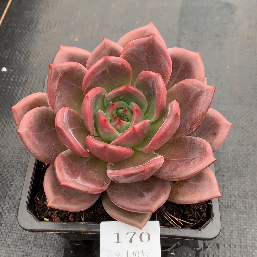 【闪购商品】云170号香槟13厘米