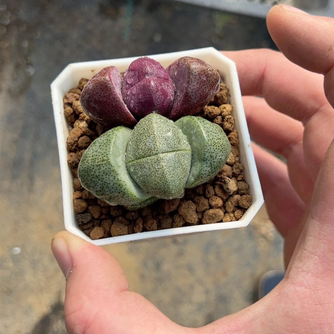 绿➕紫元宝多肉植物