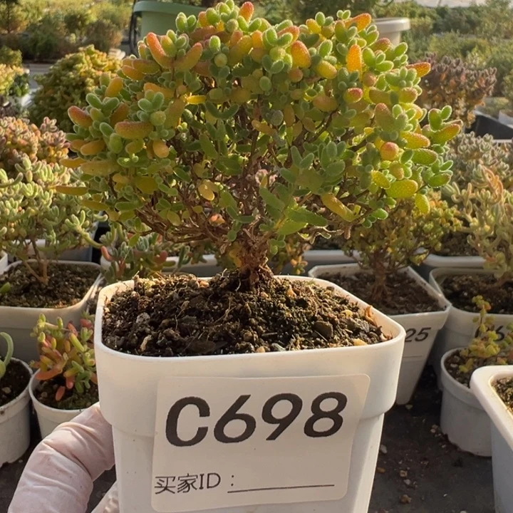 C698蜜桔糖球一物一拍