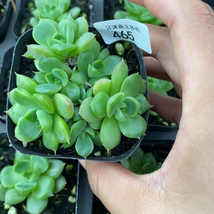 标465皮埃拉珍妮一个量拍