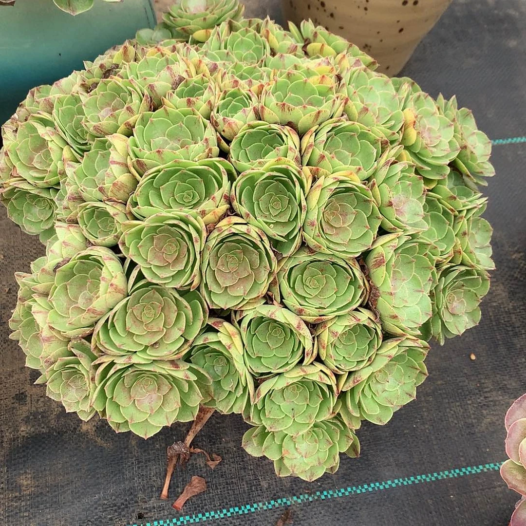 完全开放万拉丝法师图片多肉植物