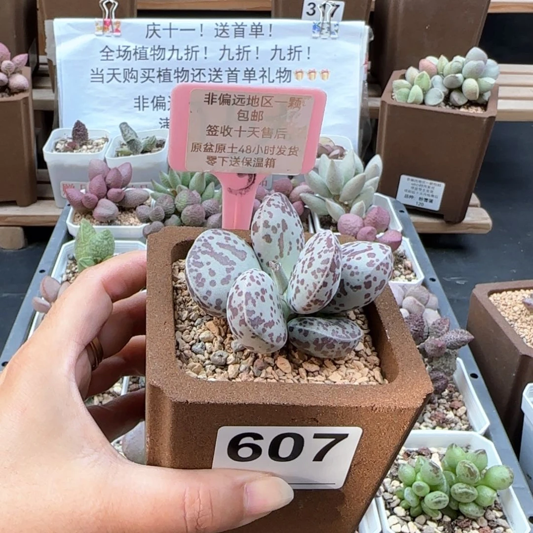 哈**园607花旦多肉植物