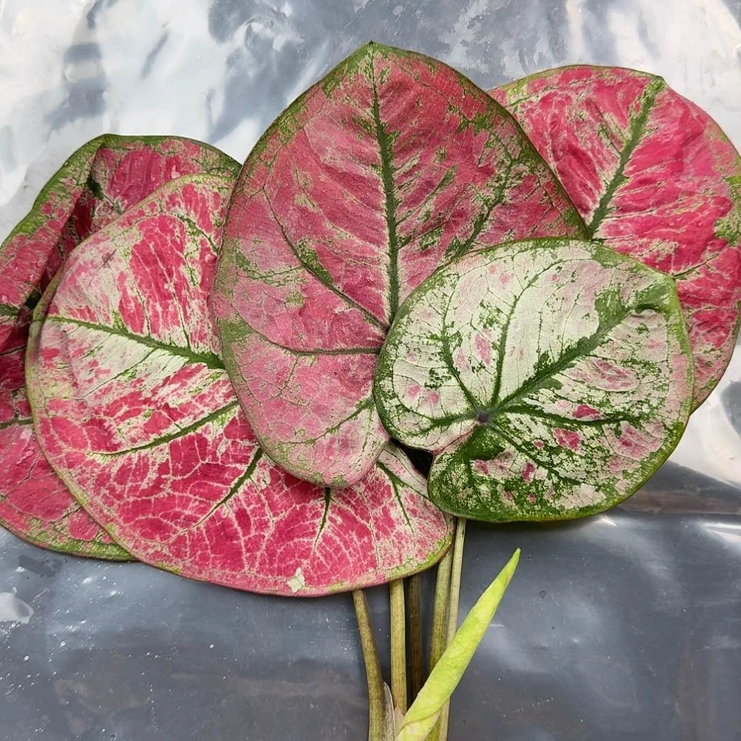 完全开放QD221个体