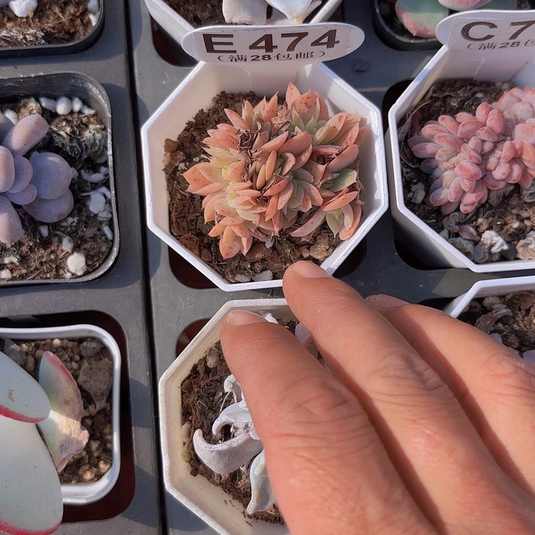 E474丝绸面纱缀一物一拍