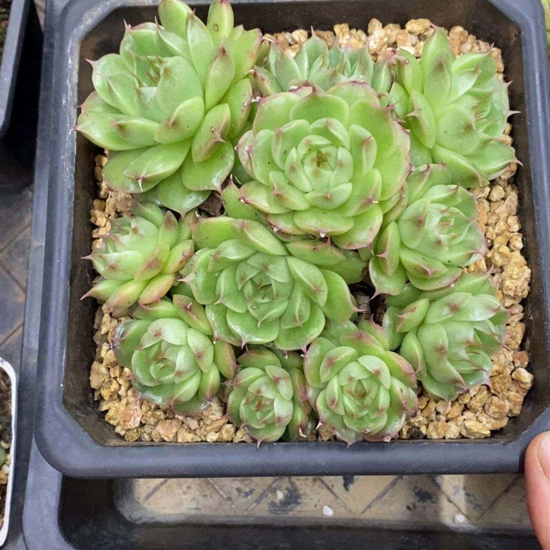 精品多肉一物拍不包整115